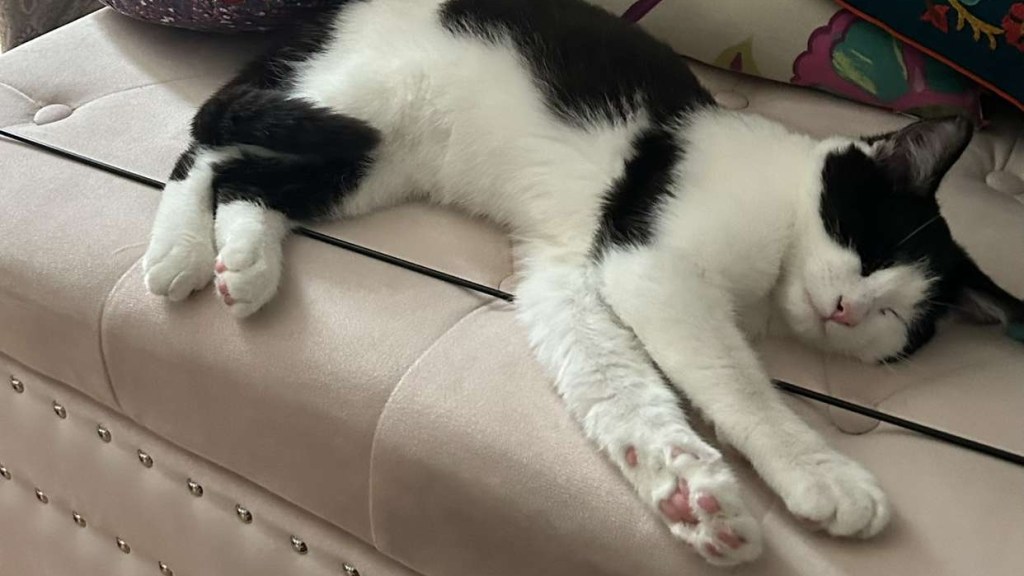 Like cat, like&nbsp;owner.